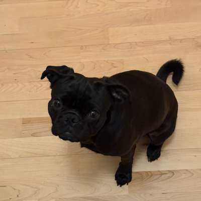 Hundetreffen-Spielpartner (Mops) gesucht-Bild