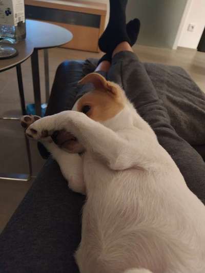 Dansky (Dansk-Svensk Gårdshund)-Beitrag-Bild