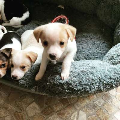 Kabelschutz-Beitrag-Bild