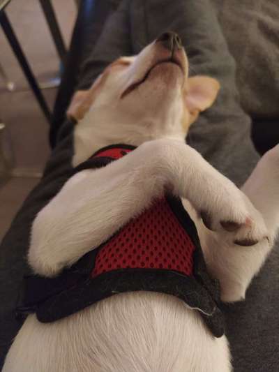 Dansky (Dansk-Svensk Gårdshund)-Beitrag-Bild