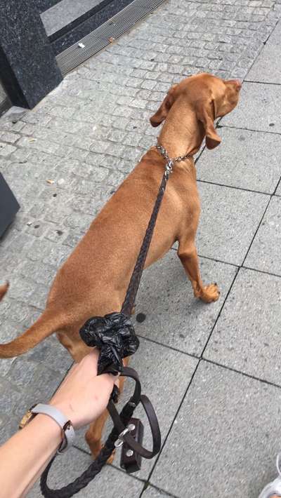 Alles rund um den Schäferhund, diskutieren erwünscht.-Beitrag-Bild