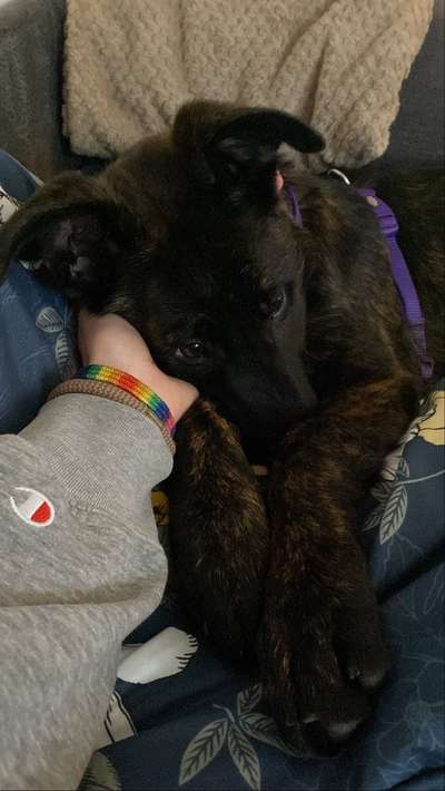 Deutsche Schäferhunde, Belgische Schäferhunde.-Beitrag-Bild