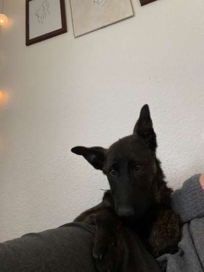 Alles rund um den Schäferhund, diskutieren erwünscht.-Beitrag-Bild