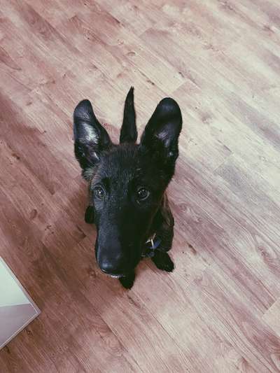 Alles rund um den Schäferhund, diskutieren erwünscht.-Beitrag-Bild