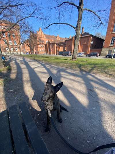 Alles rund um den Schäferhund, diskutieren erwünscht.-Beitrag-Bild