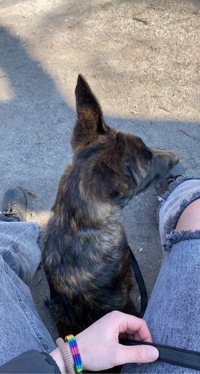 Hunderunde-Beitrag-Bild