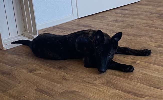 Welche Hunderasse-Beitrag-Bild