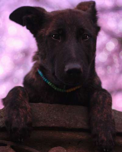 Dogorama Photo Challenge - Der Frühling kommt-Beitrag-Bild