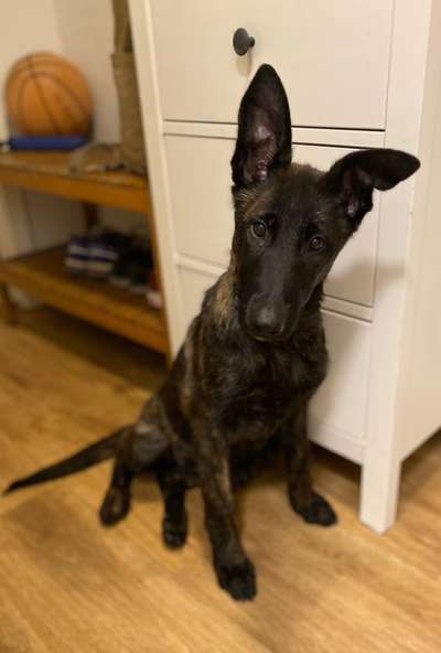 Alles rund um den Schäferhund, diskutieren erwünscht.-Beitrag-Bild