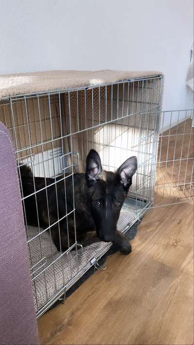 Alles rund um den Schäferhund, diskutieren erwünscht.-Beitrag-Bild