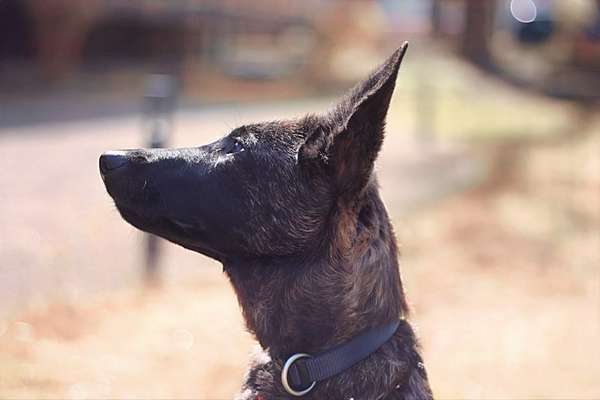 Seltene Rassen!-Beitrag-Bild