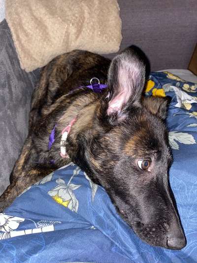 Welpen Bilder !-Beitrag-Bild