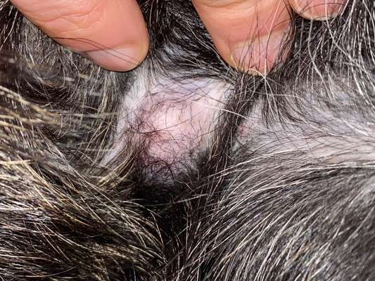 Alles rund um den Schäferhund, diskutieren erwünscht.-Beitrag-Bild