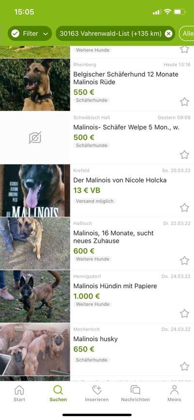 Alles rund um den Schäferhund, diskutieren erwünscht.-Beitrag-Bild