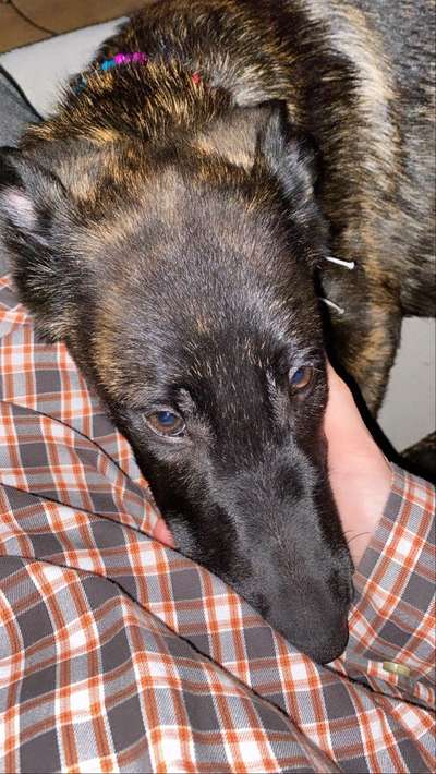 Zeigt mir eure Schäferhund Mischlinge :-)-Beitrag-Bild