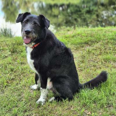 Hundetreffen-Spaziergang-Bild