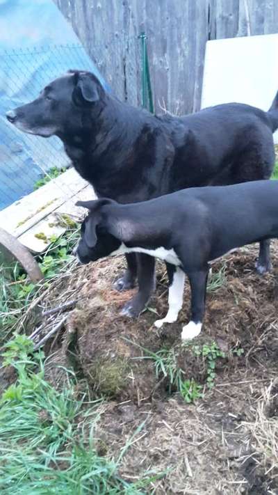 Dogorama Photo Challenge - Die besten Hundebuddys-Beitrag-Bild