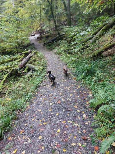 Hundetreffen-Hundebegegnungen in Kressberg-Bild