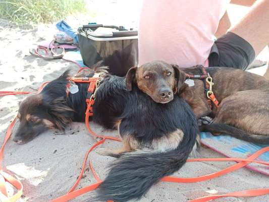 Mischlingshunde Foto Aufruf-Beitrag-Bild