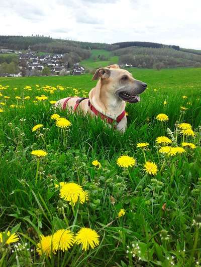 Die Dogorama Monats Challenge "Es grünt und blüht"-Beitrag-Bild