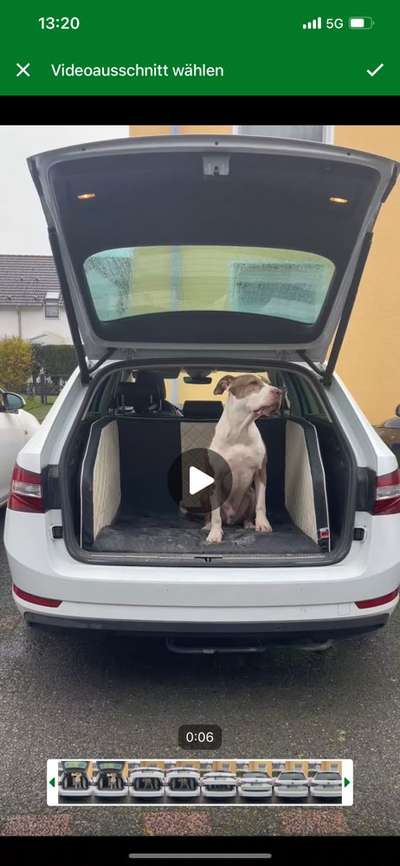 Welches Auto mit welchem Hund-Beitrag-Bild