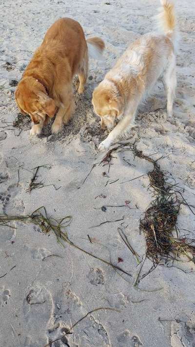 Wo sind die Golden Retriever Liebhaber?-Beitrag-Bild