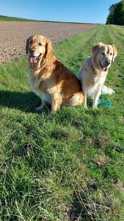 Wo sind die Golden Retriever Liebhaber?-Beitrag-Bild