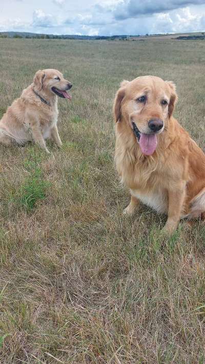 Wo sind die Golden Retriever Liebhaber?-Beitrag-Bild