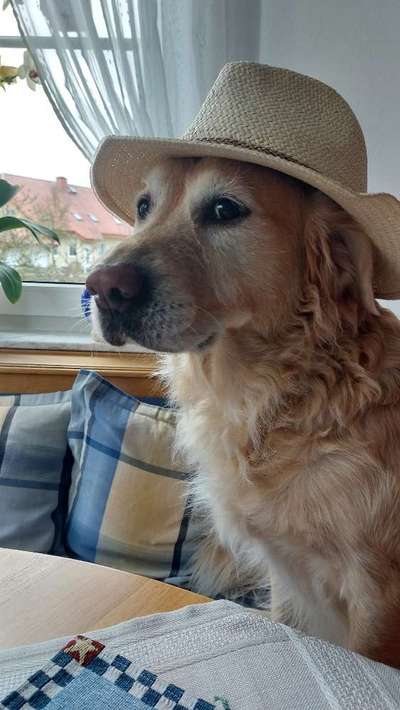 Wo sind die Golden Retriever Liebhaber?-Beitrag-Bild