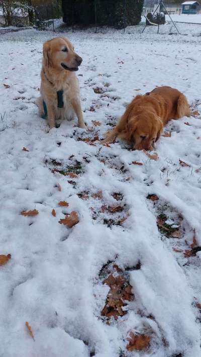 Wo sind die Golden Retriever Liebhaber?-Beitrag-Bild