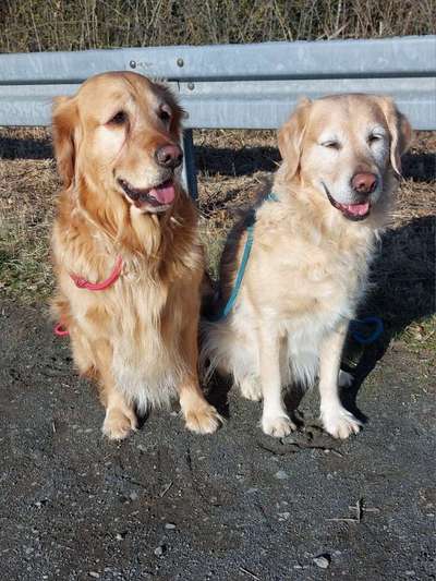 Wo sind die Golden Retriever Liebhaber?-Beitrag-Bild