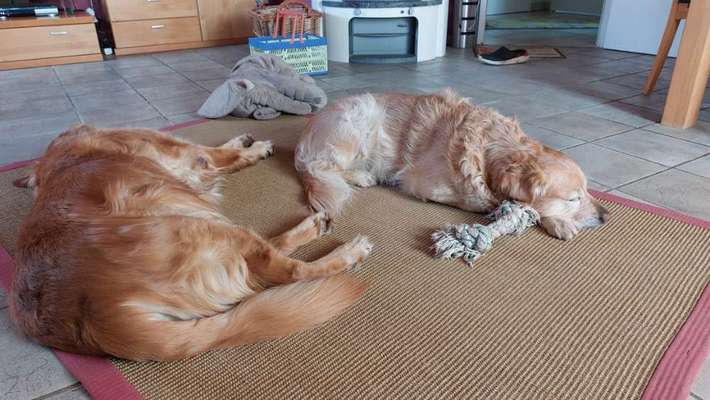 Wo sind die Golden Retriever Liebhaber?-Beitrag-Bild
