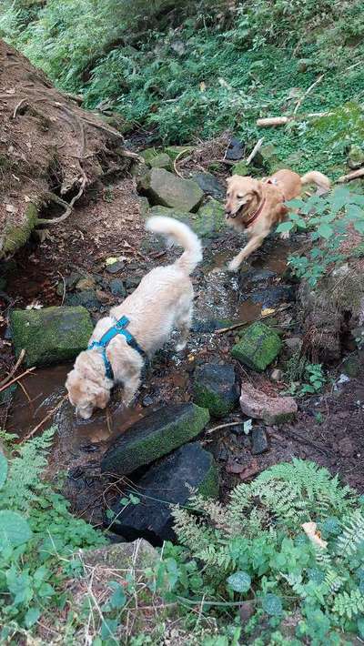 Wo sind die Golden Retriever Liebhaber?-Beitrag-Bild