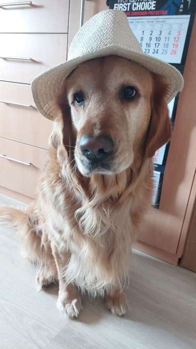 Wo sind die Golden Retriever Liebhaber?-Beitrag-Bild