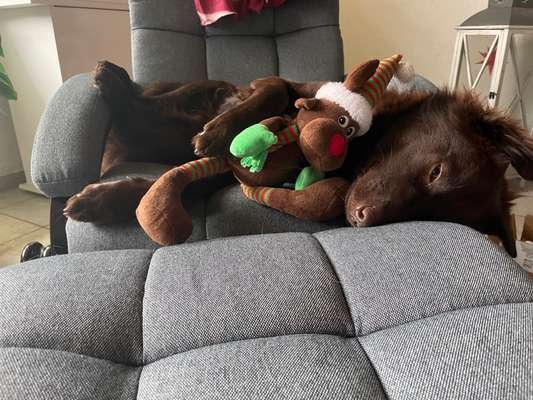 Postet das beste Foto von euren 4 beinern-Beitrag-Bild