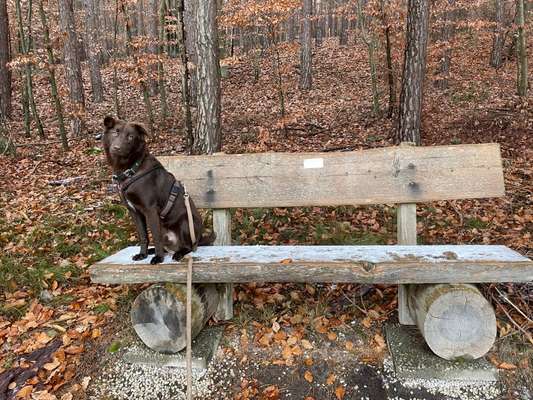 Mischlingshunde Foto Aufruf-Beitrag-Bild