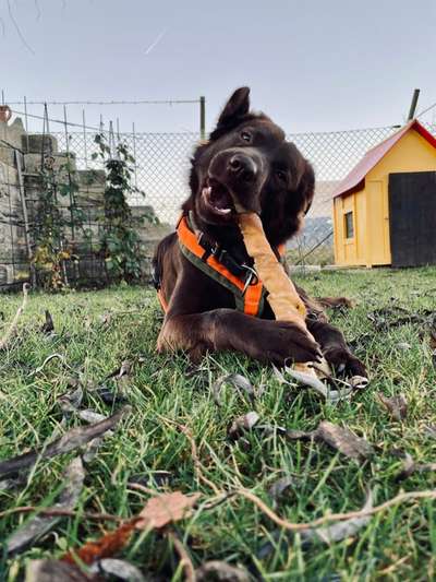 Mischlingshunde Foto Aufruf-Beitrag-Bild