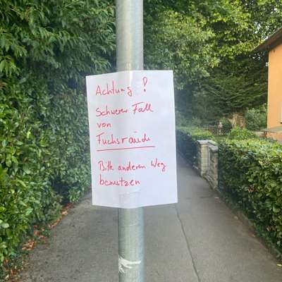 Giftköder-Fuchsräude starker Befall-Bild