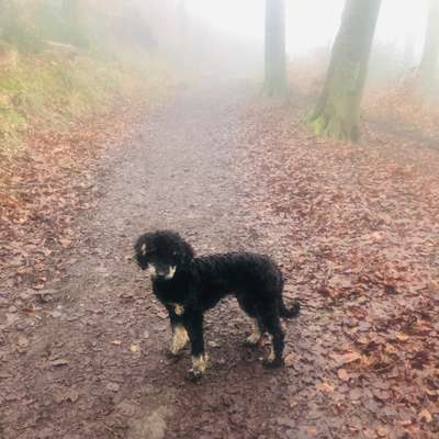 Hundetreffen-Junghundtreffen in den Wäldern von Langenberg-Bild