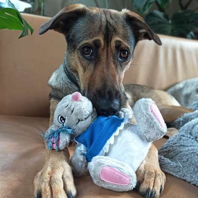 Hundetreffen-Hundefreunde für Ivy-Bild