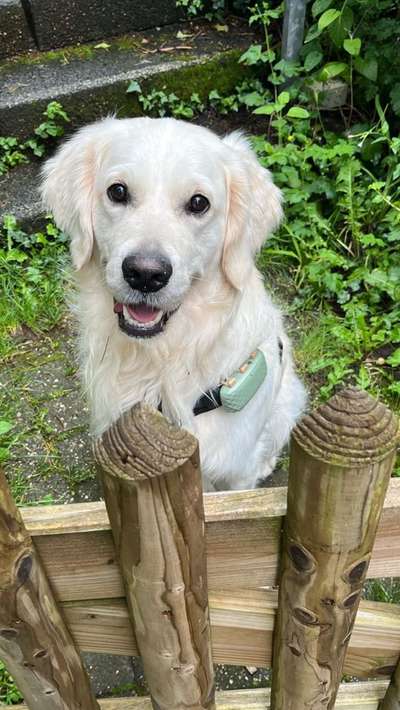 Wo sind die Golden Retriever Liebhaber?-Beitrag-Bild