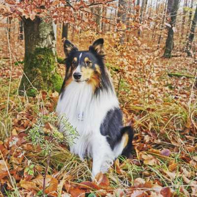 Shelties-Beitrag-Bild