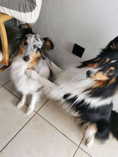 Shelties-Beitrag-Bild