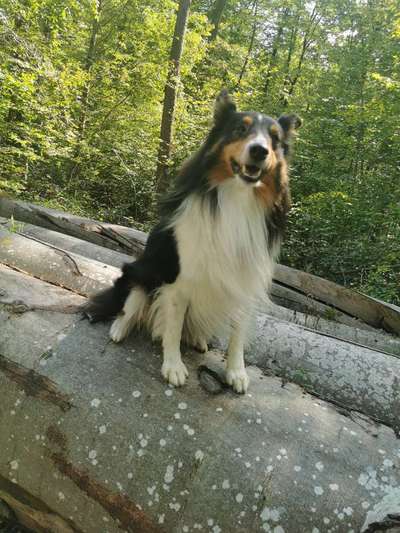 Shelties-Beitrag-Bild