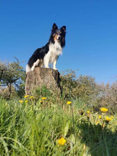 Shelties-Beitrag-Bild