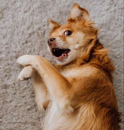 Lustigsten Grimassen von euren Hunden-Beitrag-Bild