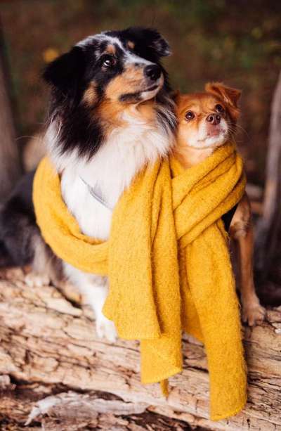 Bester Freund, Hundekumpel - zeigt her!-Beitrag-Bild