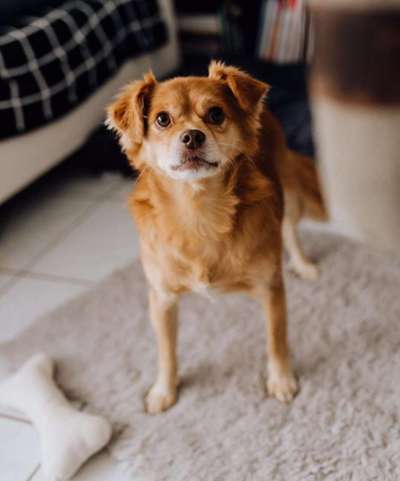 Wo habt ihr eure Hunde her ?-Beitrag-Bild