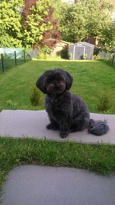 Shih Tzu von Jung bis Senioren-Beitrag-Bild