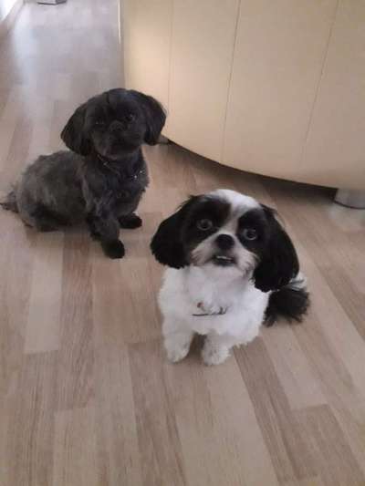 Shih Tzu von Jung bis Senioren-Beitrag-Bild